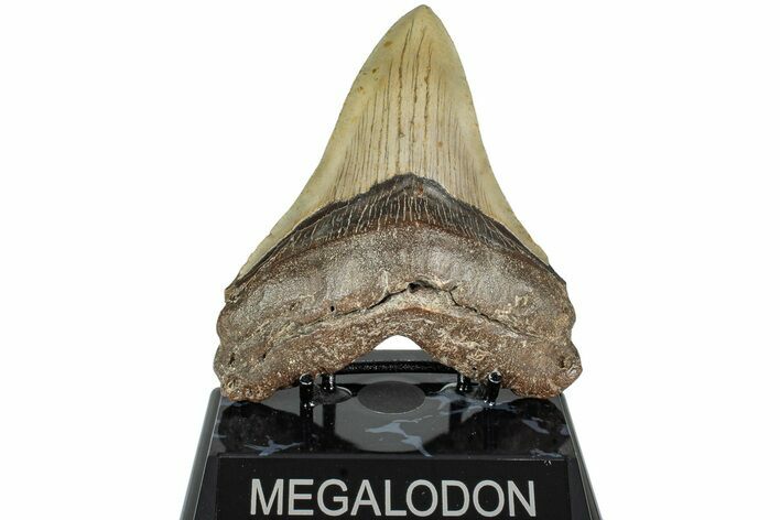 Serrated, Fossil Megalodon Tooth - North Carolina #236744